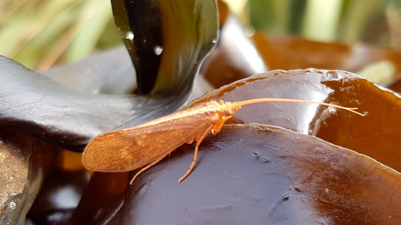 Moth on seaweed | Paddy Crowe