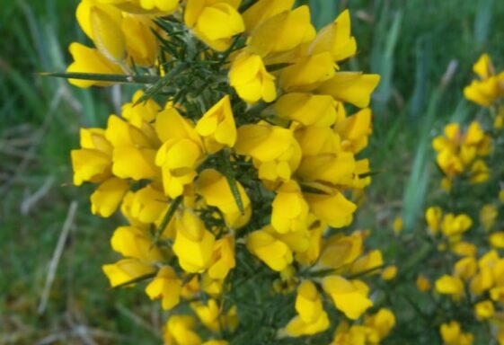 Spring flowers in Cloonoran, Moylough