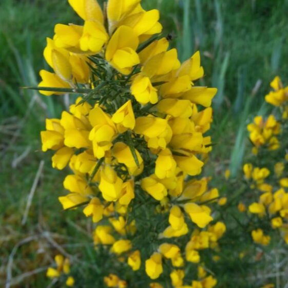 Gorse/ Aiteann gallda | Mary Lyons