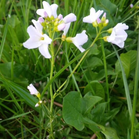 Cuckooflower/ Biolar gréagháin | Mary Lyons