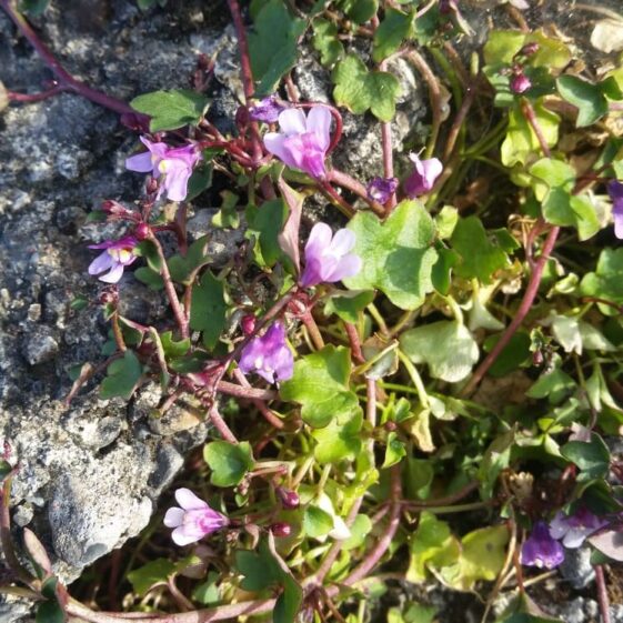 Ivy-leaved toadflax/ Buaflíon balla | Mary Lyons