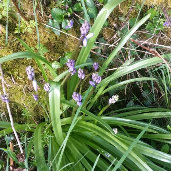 Bluebell/ Coinnle corra | Mary Lyons