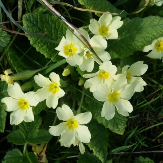 Primrose/ Sabhaircín | Mary Lyons