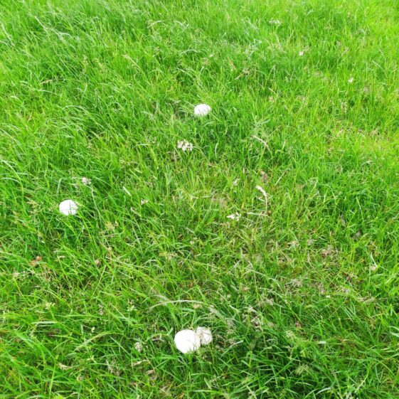 Mushrooms1 Mushroom season | Michelle Mitchell