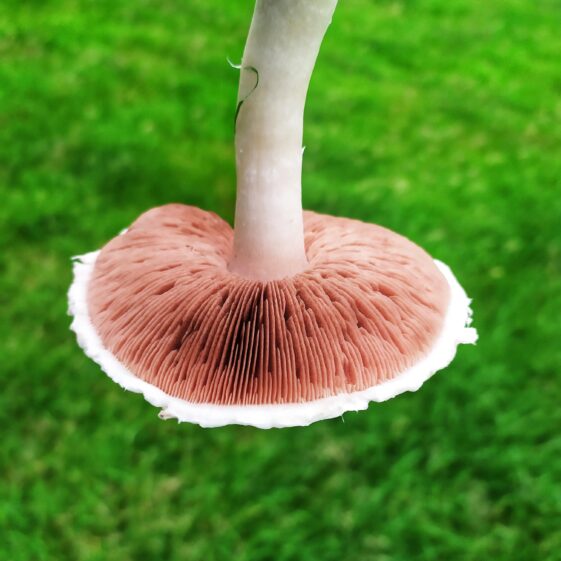 Mushrooms2 Mushroom | Michelle Mitchell