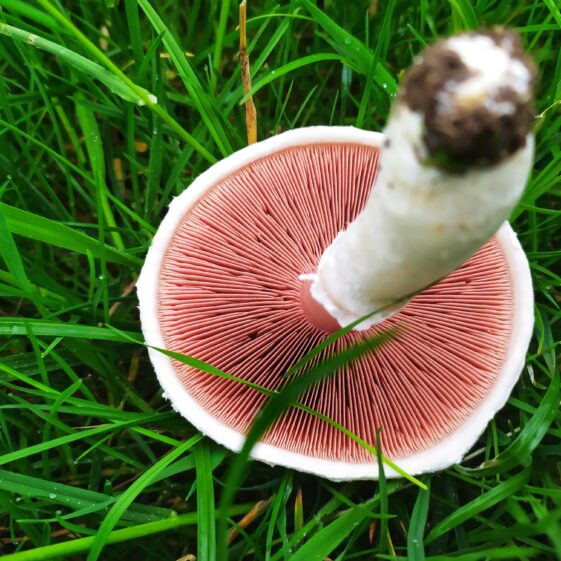 Mushrooms4 Mushroom | Michelle Mitchell