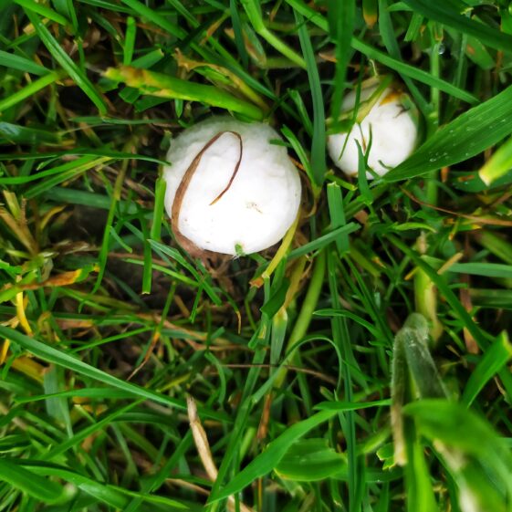 Mushrooms5 Mushrooms fresh from the ground | Michelle Mitchell