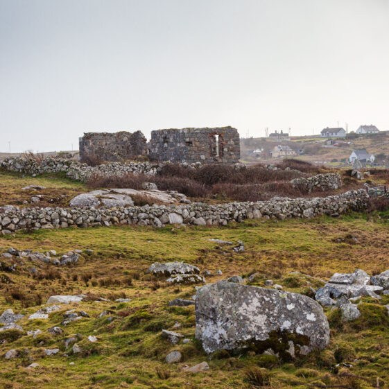 Galway Beo | Roger Harrison