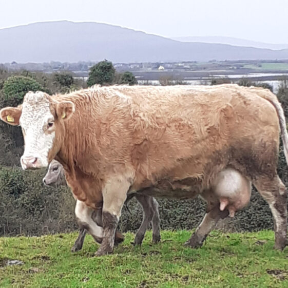 Outwintering in Ballinderreen, overlooking Kinvara Bay and the Burren | Photo: John Costello