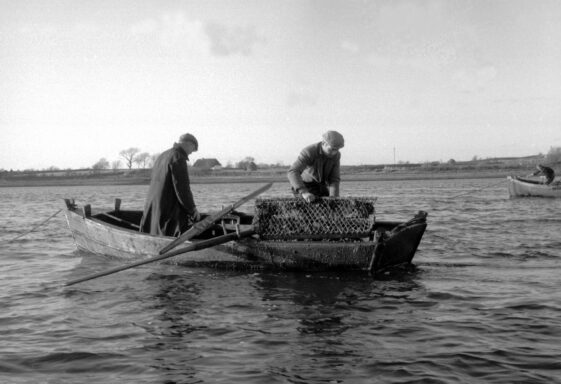Oysters
