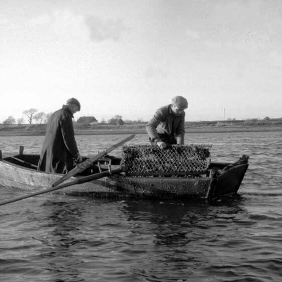 Oyster Dredging from a Galway Bay 'Flat' | Cuan Beo