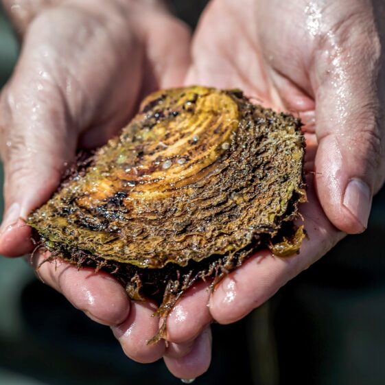 Oyster in Hands