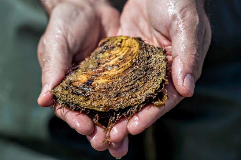 Oyster in Hands