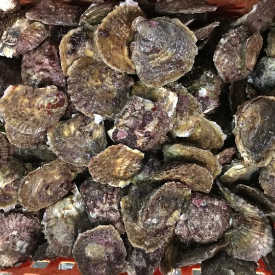 Oysters from December 1st 2017