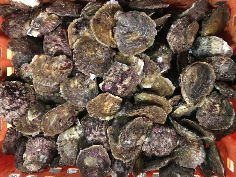 Oysters from December 1st 2017