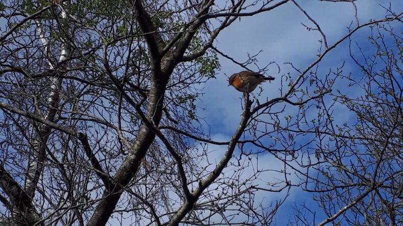 Robin in Clonbur | Noreen Moughty