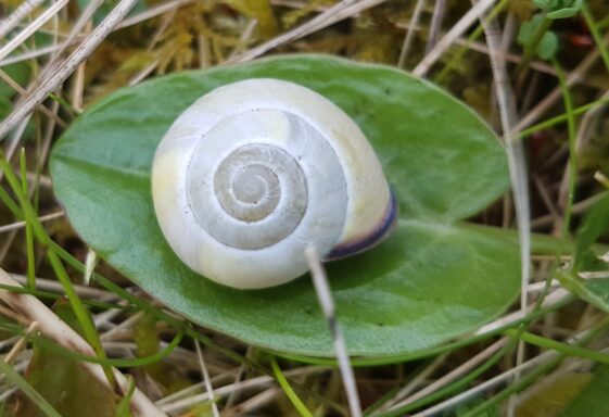 Sand snail