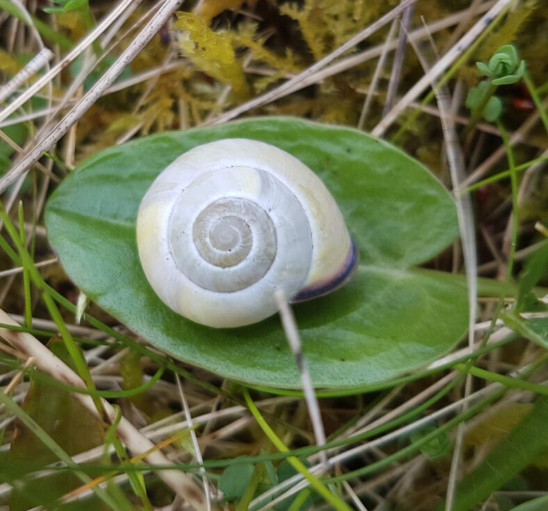 Sand snail on Inis Oírr beach dune | Paddy Crowe