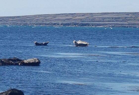 Seals off the Inis Oírr coast