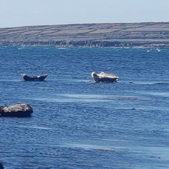 Seals off the Inis Oírr coast  | Paddy Crowe