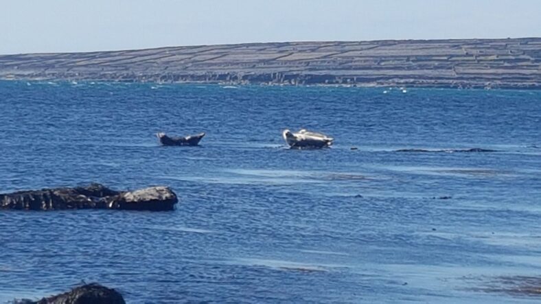 Seals off the Inis Oírr coast  | Paddy Crowe
