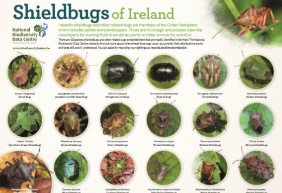 Shieldbugs of Ireland