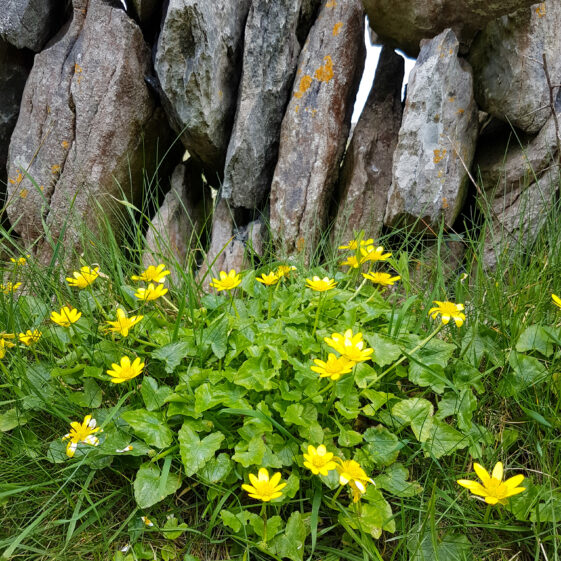 Spring Flowers in Inis Oírr | Paddy Crowe