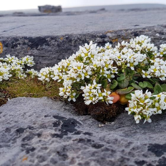 Spring Flowers in Inis Oírr | Paddy Crowe