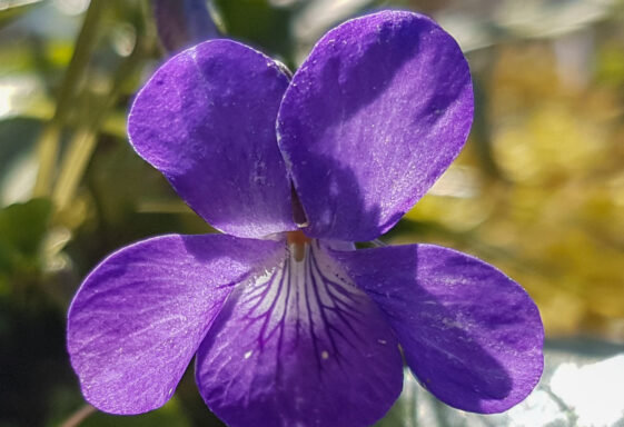 Spring flowers