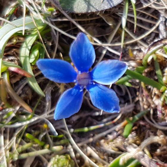 Spring Gentian | Paddy Crowe