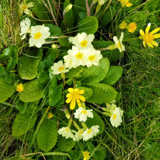 Primrose and lesser celandine | Paddy Crowe