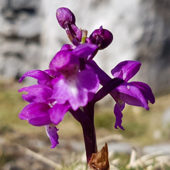 Early purple orchid | Paddy Crowe