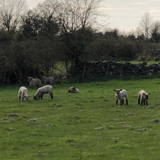 Spring Lambs | Marian Donohue