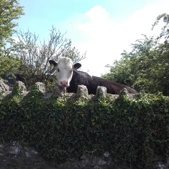 Stone wall, Gardenfield, Tuam | Clare Doyle