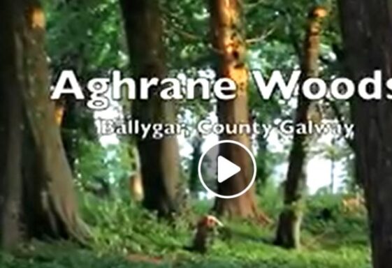 Aghrane Woods in Ballygar