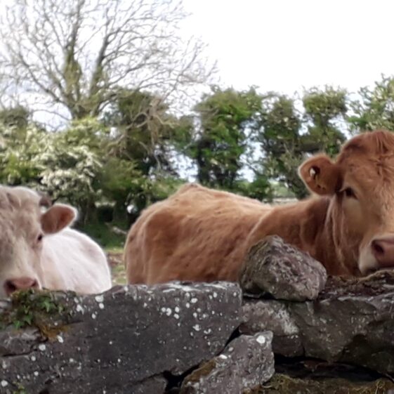 Cows | J.H., Annaghdown