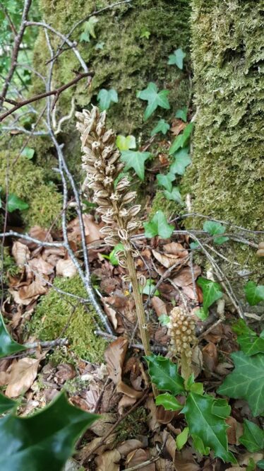 Bird's nest orchid