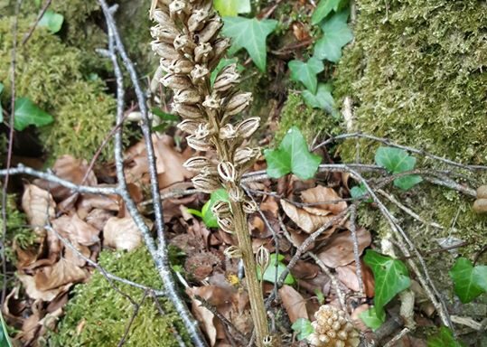Bird's nest orchid
