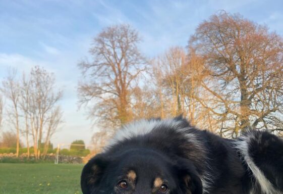 Belville trees and Robbie the dog