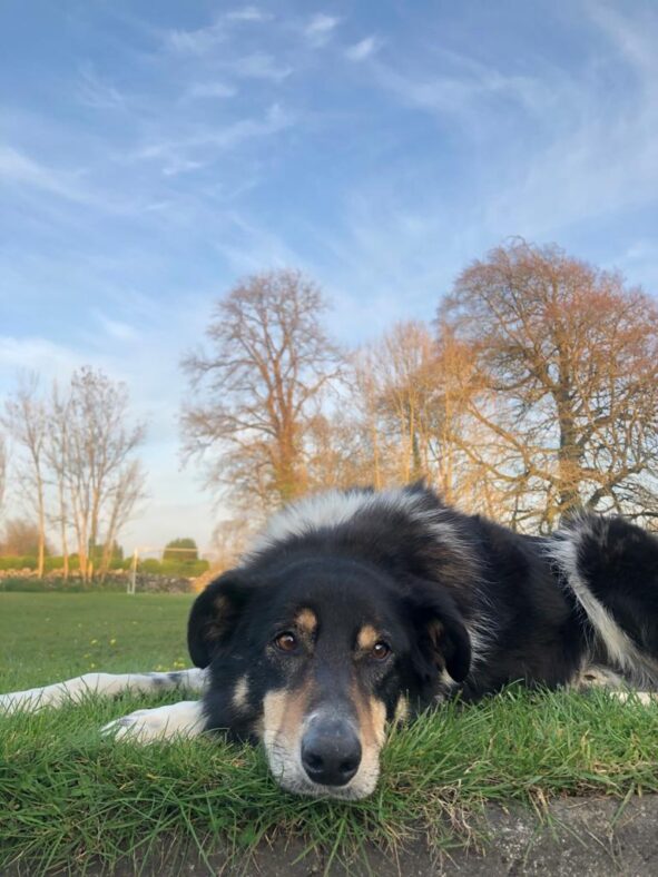 Belville trees and Robbie the dog | Marka Gilhooley