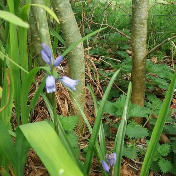 Bluebell | Bernadette Doherty