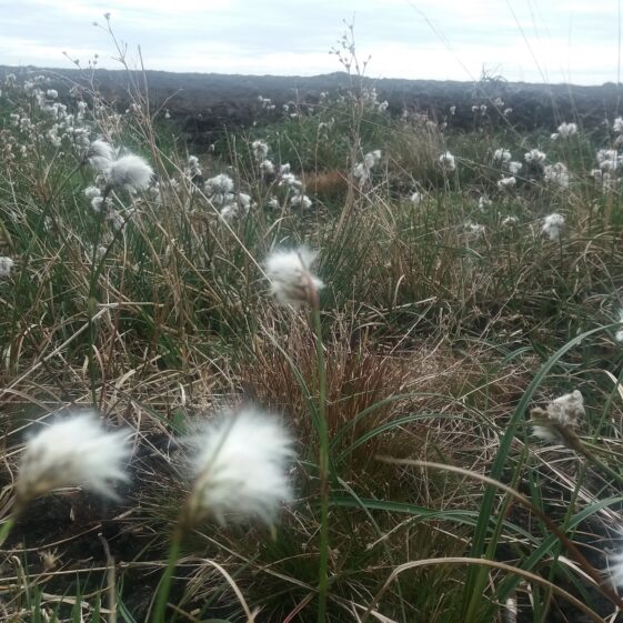 Bog Cotton | Bernadette Doherty