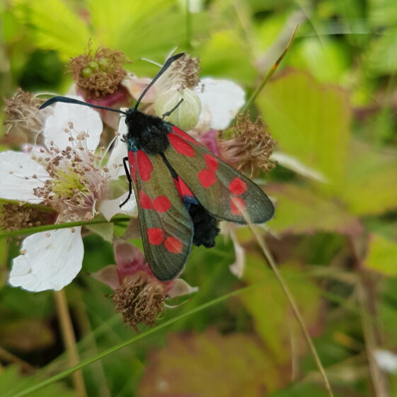 Six spotted Burnet on blackberry flower