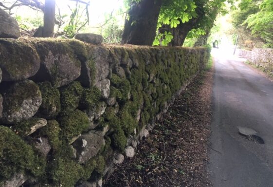 Wall with lichen