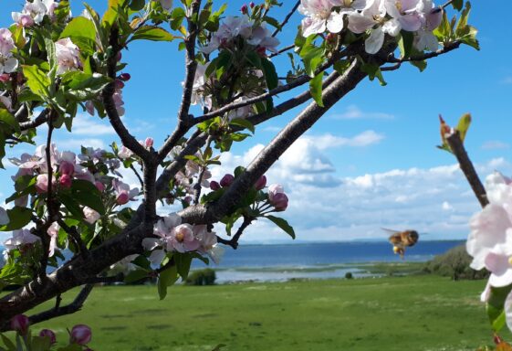 Cherry Blossom