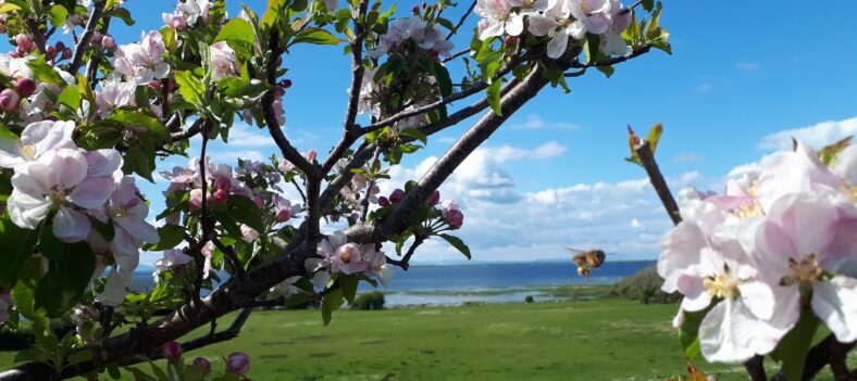 Cherry Blossom | Bride Brady