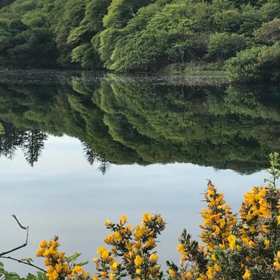 Mirror Image | Jim O'Sullivan