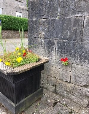 Flowers and an escapee!
