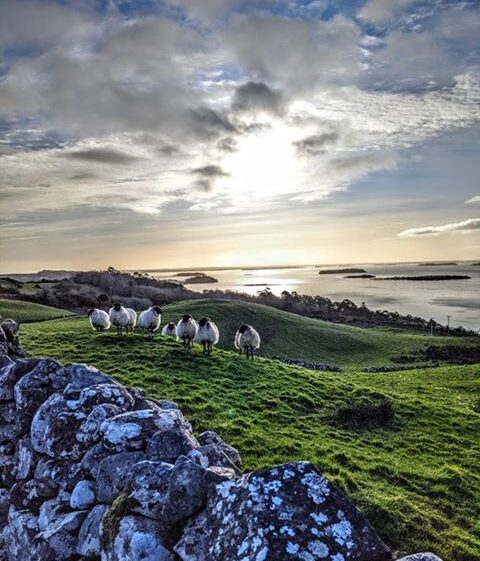Clonbur sheep | Gráinne Holleran-Mullins
