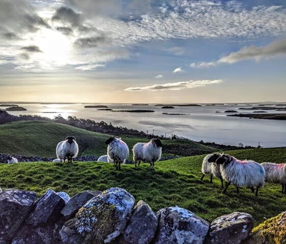 Sheep in Clonbur | Gráinne Holleran-Mullins